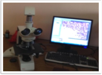 Microscope with digital camera